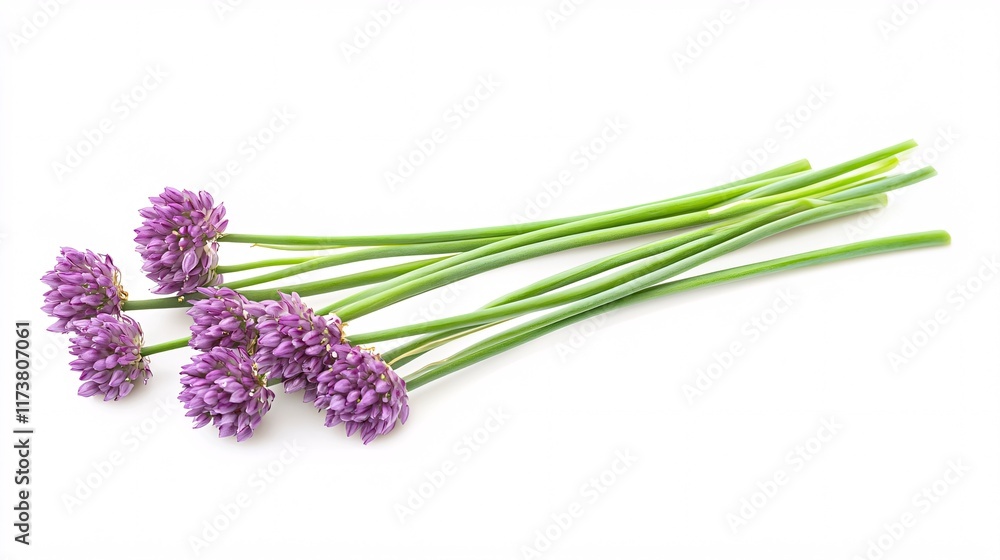 Obraz premium Bunch of fresh purple chive flowers on a white background.