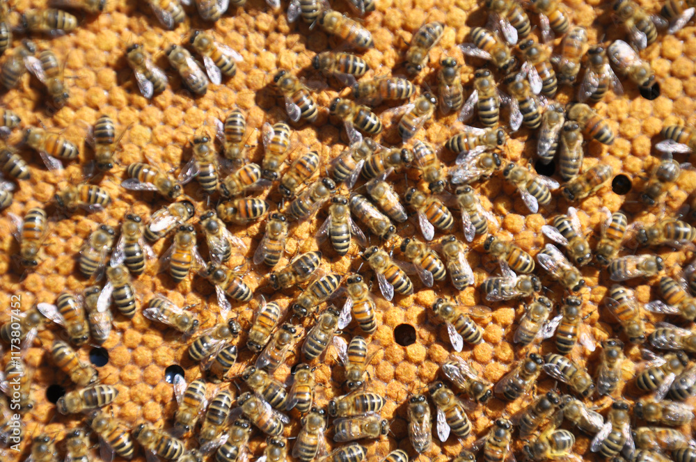 Honey bees on a honeycomb with a closed distribution Honey bees on a honeycomb with a closed distribution