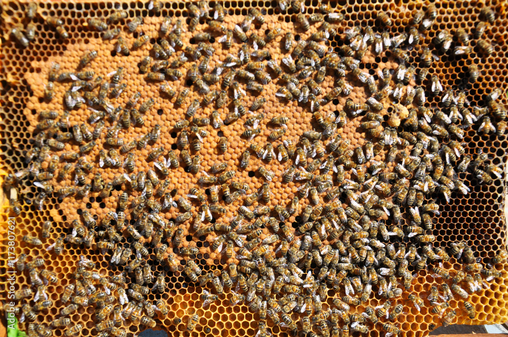 Honey bees on a honeycomb with a closed distribution