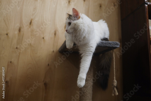 A white fluffy Turkish van cat sits with one paw dangling on the playground and looks away photo