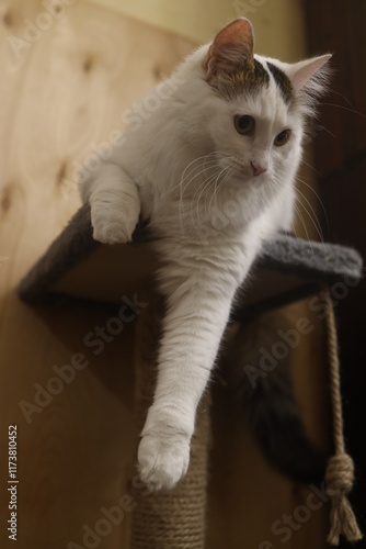 A white fluffy Turkish van cat sits with one paw dangling on the playground and looks down