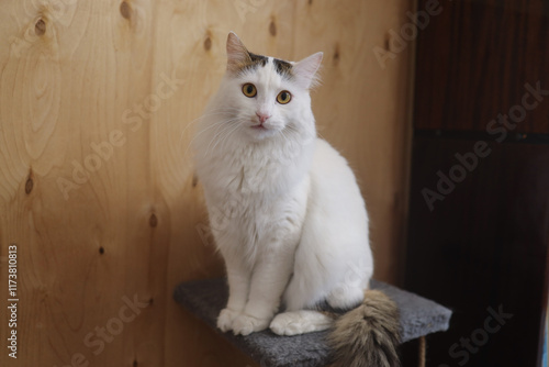 A white fluffy cat with a colored tail and amber eyes of the Turkish Van breed sits on the complex and looks directly into the camera