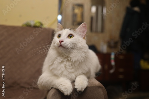 The cat sits on the armrest of the sofa and looks up curiously with its big yellow eyes