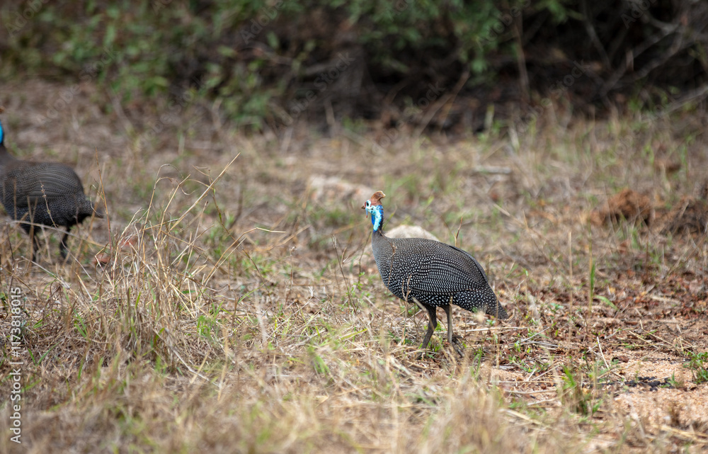 Obraz premium Helmeted guineafowl on the dry ground, Wild bird in an African national park