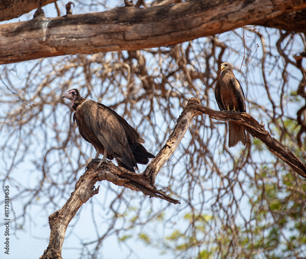 Wild birds, Hooded vulture and yellow-billed kite on a tree in an African national park Wild birds, Hooded vulture and yellow-billed kite on a tree in an African national park