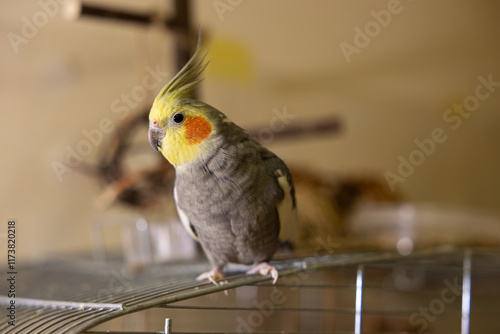 Cockatiel parrots.Funny parrots.Cockatiel pets.Bird with a crest.Cute animal.Funny bird.Cockatiel.Parrots are playing.
Caring for pets.Birds.Animals.Cute cockatiel.Home pet parrot.The best birds.