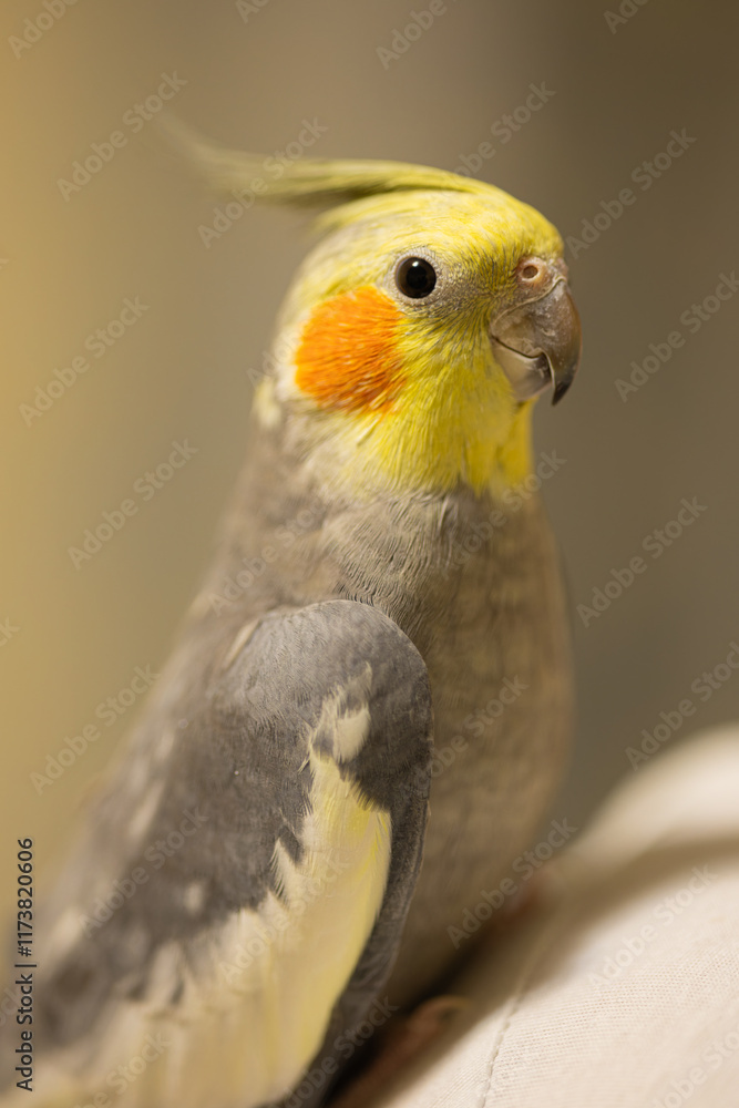 Beautiful photo of a bird.Funny parrot.Cockatiel parrot.
Home pet yellow bird.Beautiful feathers.Cute cockatiel.Home pet parrot.A bird with a crest.Natural color.Birdie.The parrot looks in the mirror. Beautiful photo of a bird.Funny parrot.Cockatiel parrot.
Home pet yellow bird.Beautiful feathers.Cute cockatiel.Home pet parrot.A bird with a crest.Natural color.Birdie.The parrot looks in the mirror.