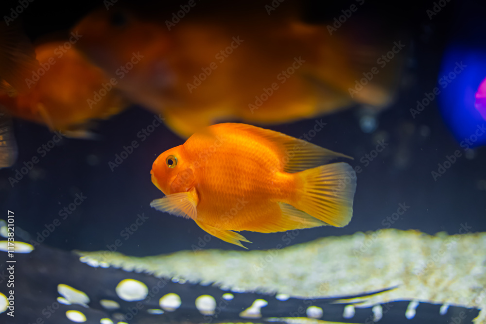 underwater life in the aquarium. exhibition of fish and aquariums. coral reef and diving. rest and snorkeling. colorful corals and fish. underwater life in the aquarium. exhibition of fish and aquariums. coral reef and diving. rest and snorkeling. colorful corals and fish.