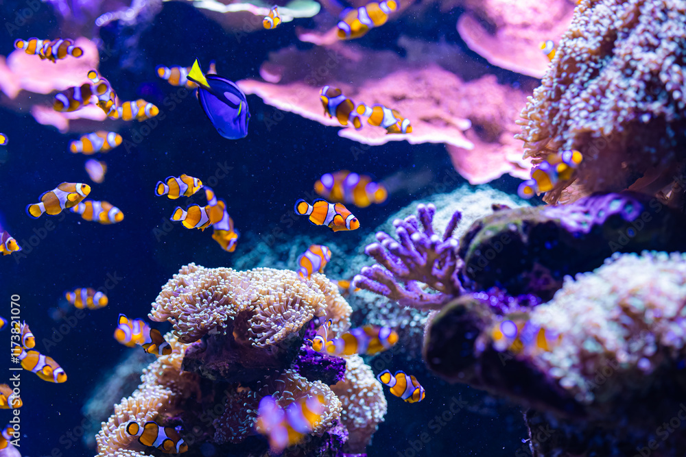 Fototapeta premium underwater life in the aquarium. exhibition of fish and aquariums. coral reef and diving. rest and snorkeling. colorful corals and fish.