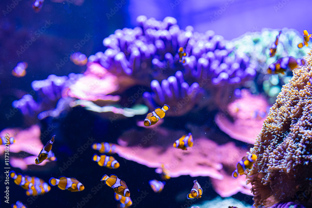 Fototapeta premium underwater life in the aquarium. exhibition of fish and aquariums. coral reef and diving. rest and snorkeling. colorful corals and fish.