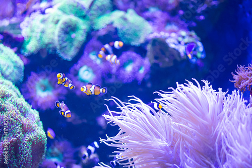 underwater life in the aquarium. exhibition of fish and aquariums. coral reef and diving. rest and snorkeling. colorful corals and fish. photo