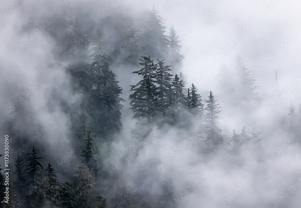 Mountain mist surrounds pine trees in Juneau, Alaska Mountain mist surrounds pine trees in Juneau, Alaska