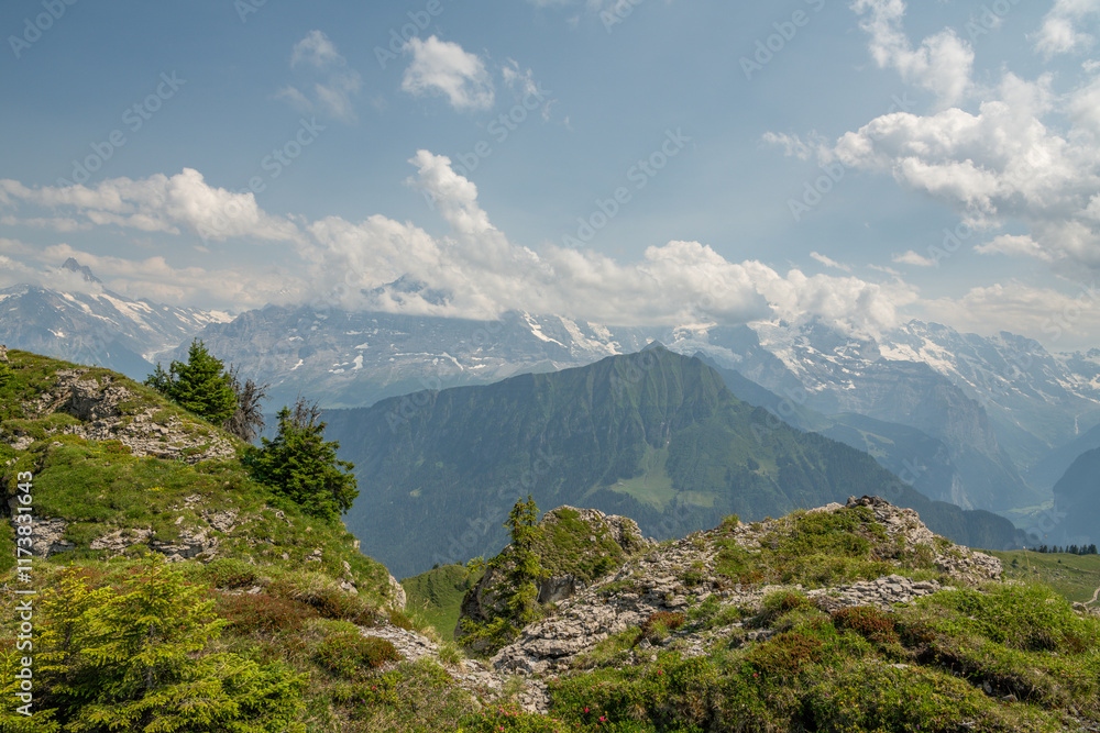 Obraz premium Alpine panorama in the Swiss Alps near Schynige Platte. Beautiful hiking trail in an Swiss alpine meadow, some rocks, grass and wild flowers. A lonely pine tree is growing near the hiking trail.