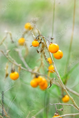 Wallpaper Mural Cluster of Yellow Berries on Wild Branch Torontodigital.ca