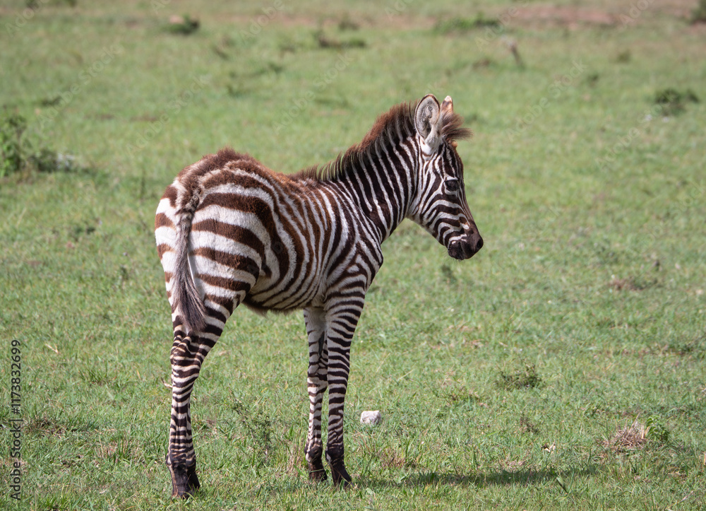 Infant Zebra in Maasai Mara, Kenya, Africa Infant Zebra in Maasai Mara, Kenya, Africa