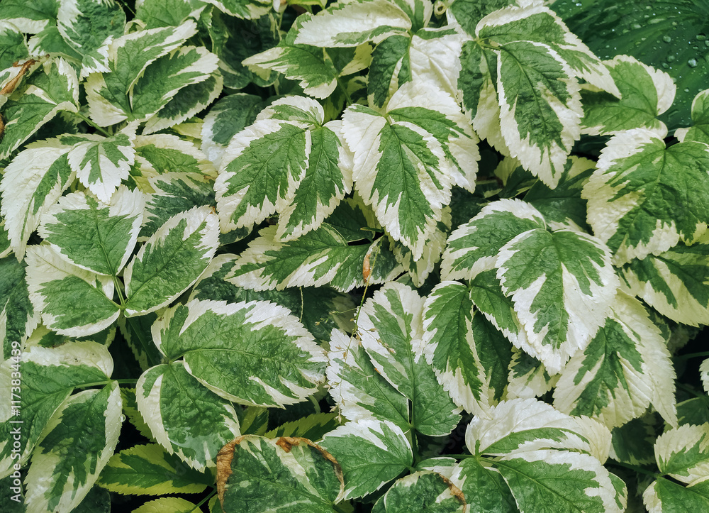 Fototapeta premium Light green and brown leaves of coleus close-up. Garden plant care concept.