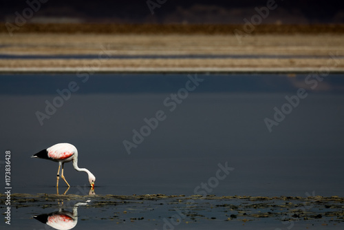 Flamenco alimentándose. Al fondo las aguas de laguna Chaxa photo