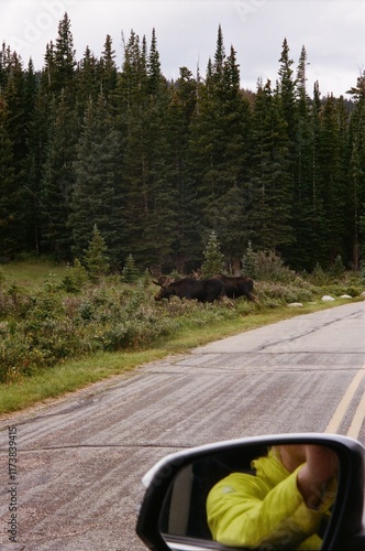 Moose