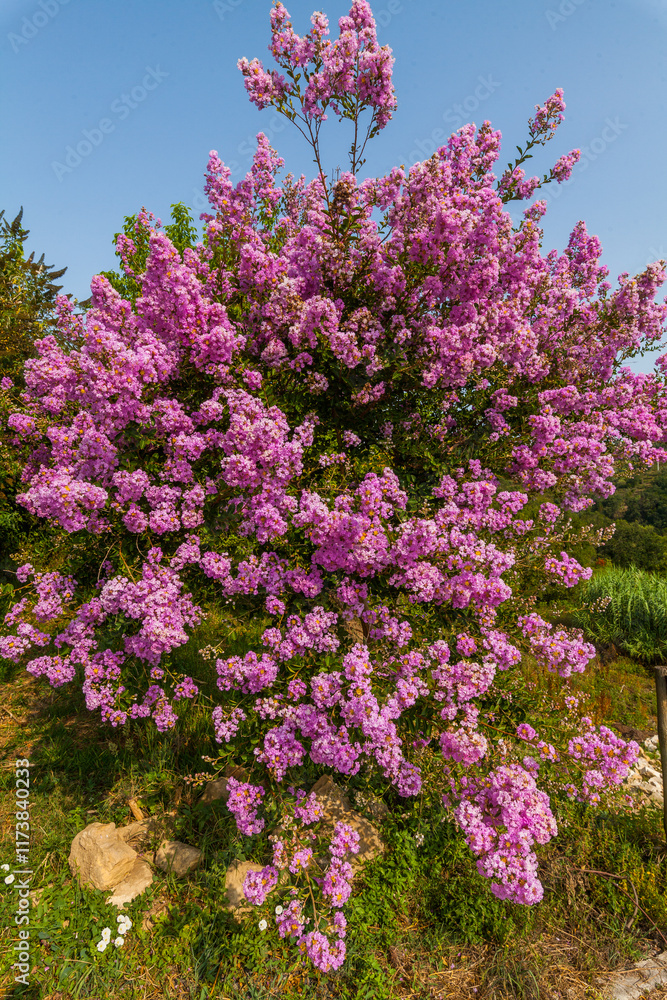 A vibrant crepe myrtle tree bursts with pink blossoms against a clear blue sky. A vibrant crepe myrtle tree bursts with pink blossoms against a clear blue sky.