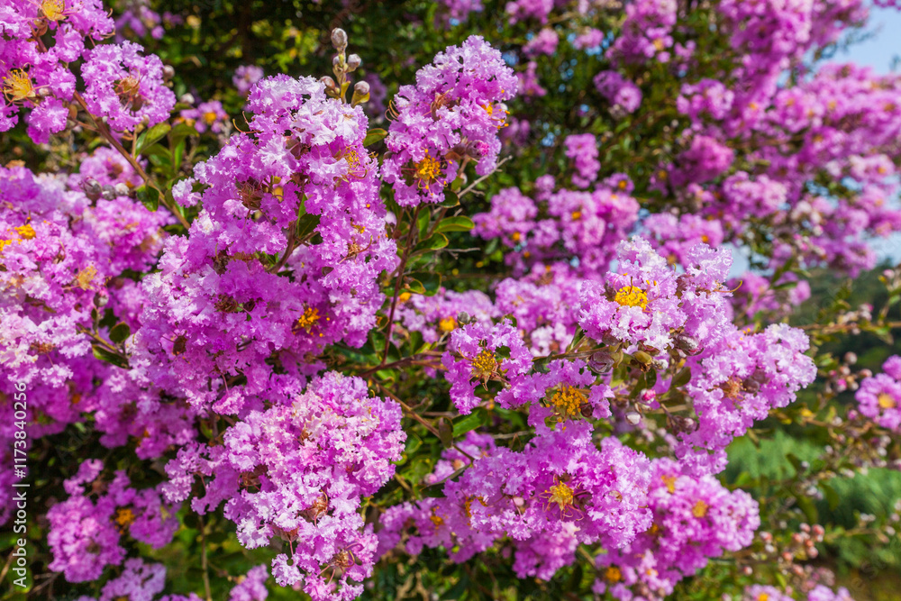 A close-up view of vibrant pink crepe myrtle blossoms with yellow centers, densely clustered on branches A close-up view of vibrant pink crepe myrtle blossoms with yellow centers, densely clustered on branches