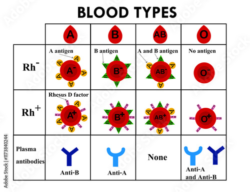 ABO blood group types.Red blood cell.Rh positive and negative.A, B, AB and O chart.Type A and type B antigens.Antibodies in plasma.Blood donation.Diagram biology or medical.Vector illustration.