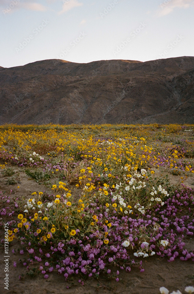 Obraz premium Anza-Borrego Desert State Park, wildflowers, vintage, 35mm film