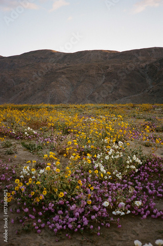 Anza-Borrego Desert State Park, wildflowers, vintage, 35mm film