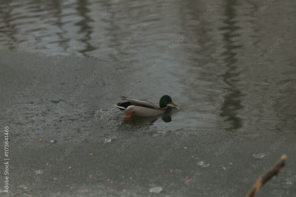 Ducks gracefully floating in the calm still water, illustrating the beauty of natural wildlife within a serene and peaceful habitat Ducks gracefully floating in the calm still water, illustrating the beauty of natural wildlife within a serene and peaceful habitat