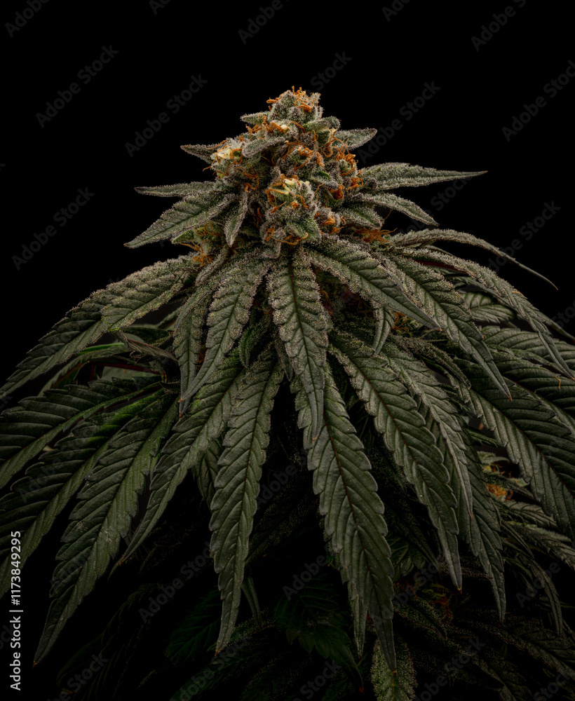 custom made wallpaper toronto digitalMona Lisa variety of marijuana flower with ripened blossom and black wall