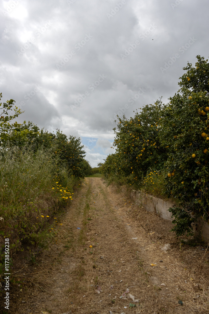 Fototapeta premium Dusty road cross lemon gardens, Sicily, Italy