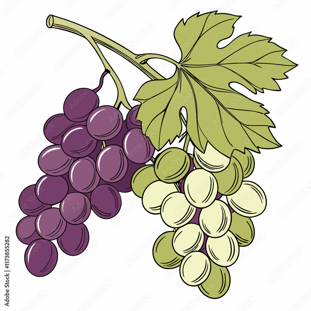 Fototapeta premium bunch of grapes