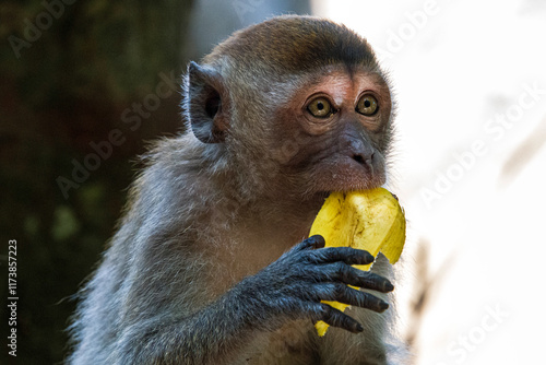 Młody makak długowłosy zajadający się bananem w tropikalnym otoczeniu – urokliwy moment dzikiej przyrody photo