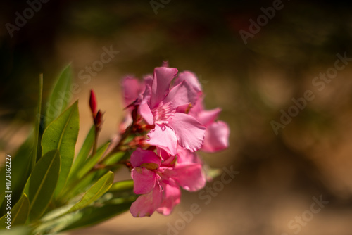 Oleander, egzotyczne różowe kwiaty, letni egzotyczny ogród, tropikalny krzew z różowymi kwiatami, rozmyte tło, zbliżenie makro, Tunezja, wyspa Djerba photo