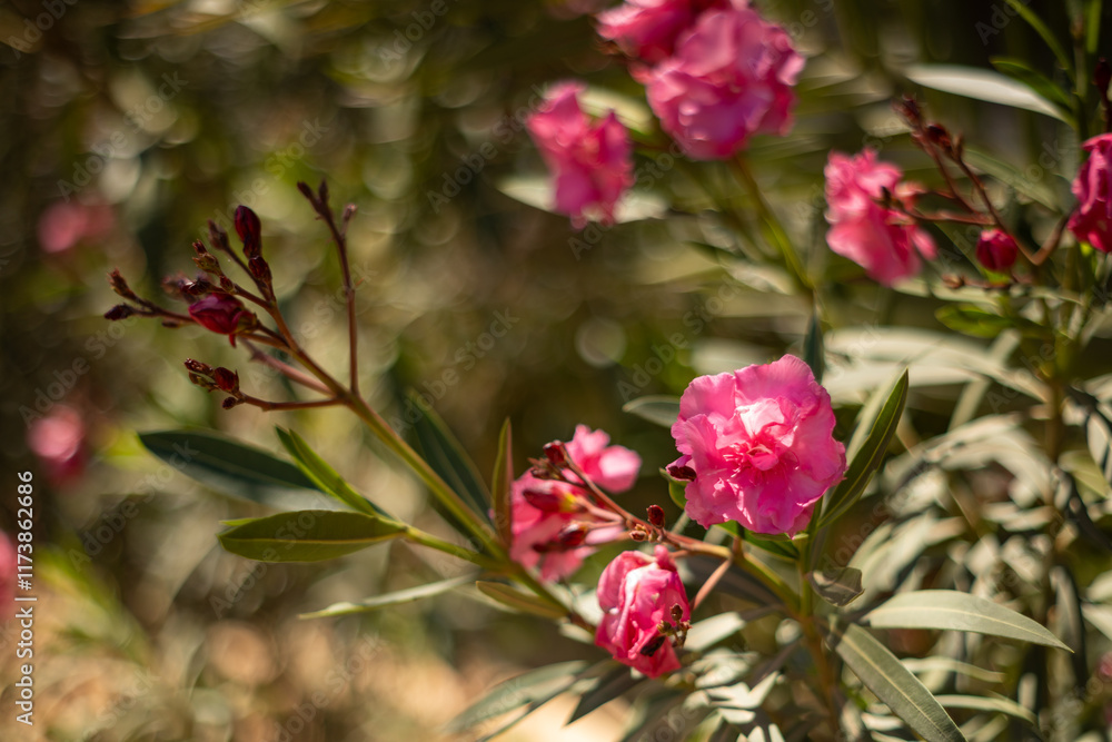 Oleander, egzotyczne różowe kwiaty, letni egzotyczny ogród, tropikalny krzew z różowymi kwiatami, rozmyte tło, zbliżenie makro, Tunezja, wyspa Djerba Oleander, egzotyczne różowe kwiaty, letni egzotyczny ogród, tropikalny krzew z różowymi kwiatami, rozmyte tło, zbliżenie makro, Tunezja, wyspa Djerba