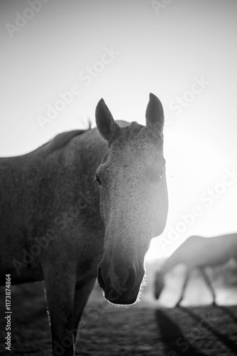 Horse artistic portrait photo