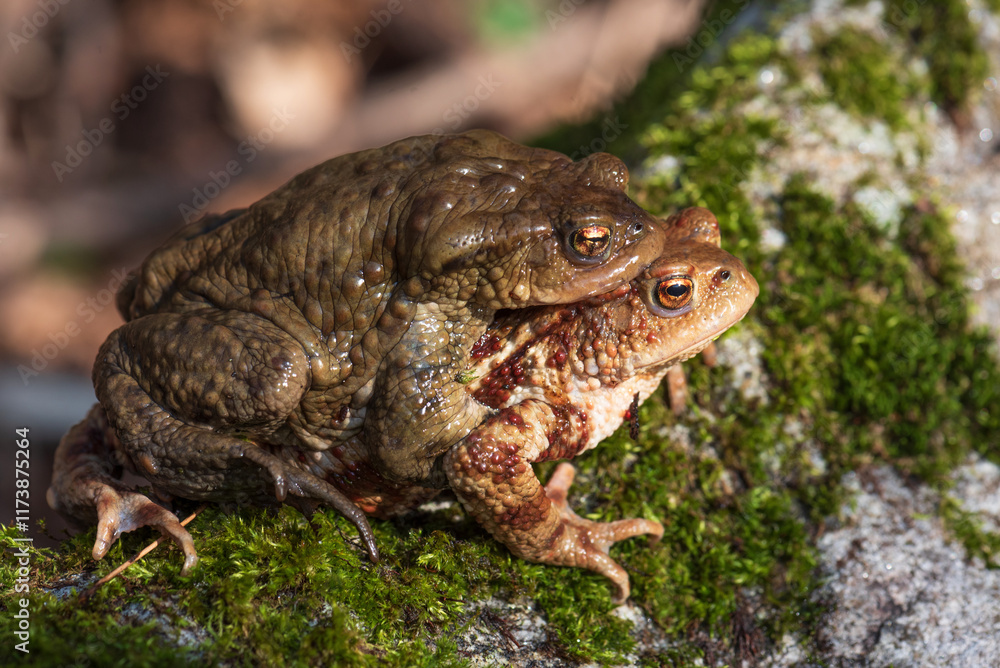 maschio e femmina di rospo comune, Bufo bufo, in accoppiamento maschio e femmina di rospo comune, Bufo bufo, in accoppiamento
