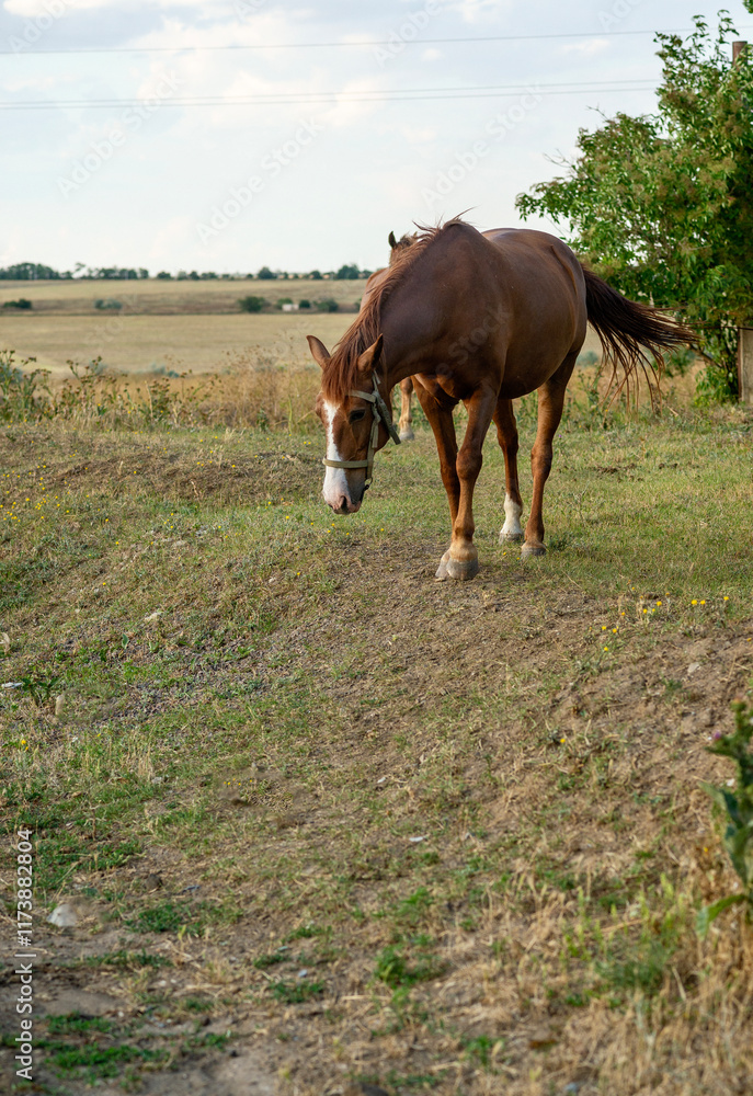 Fototapeta premium A brown horse grazes in the steppe.