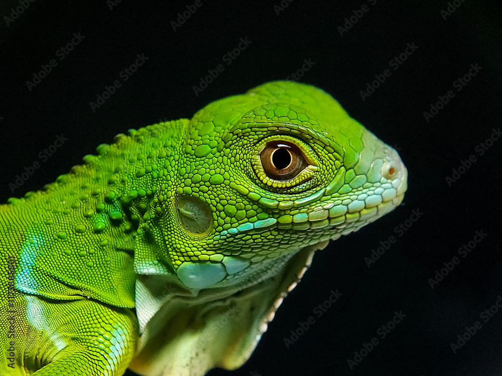 Fototapeta premium green iguana