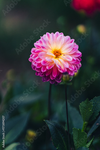 Floral Beauty on a Blooming Field