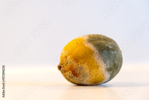 Single moldy lemon on a white background. Decayed fruit with visible green and white mold.