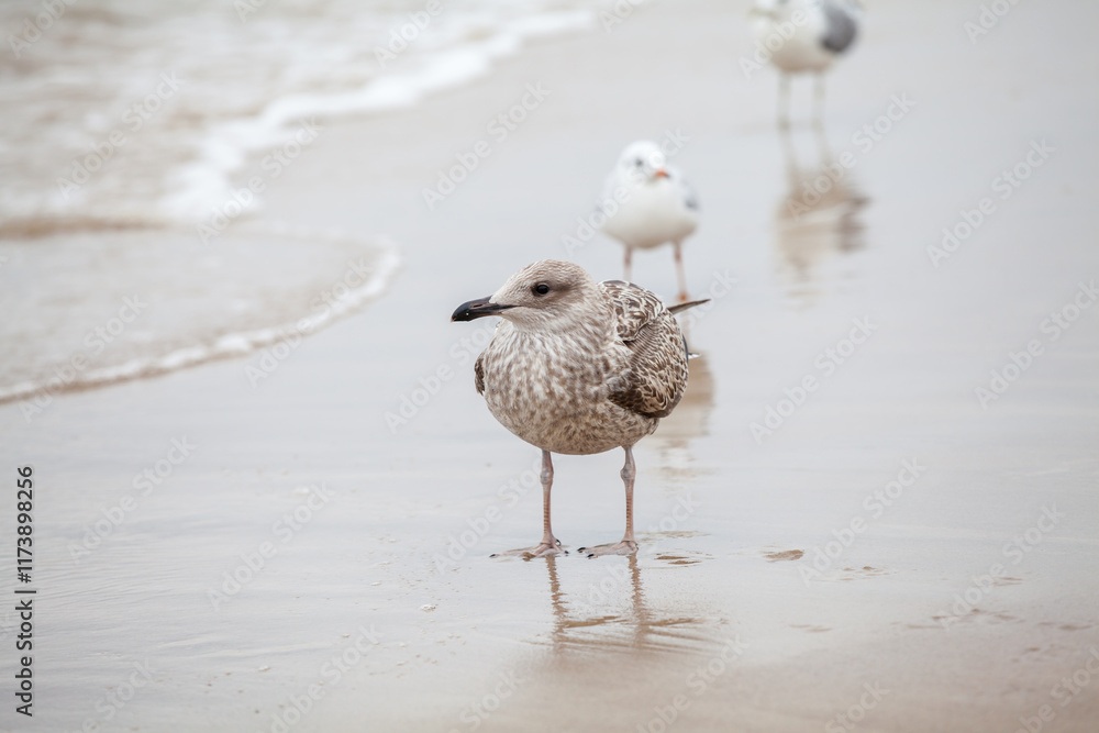 Seagull in the natural environment on the Baltic Sea.