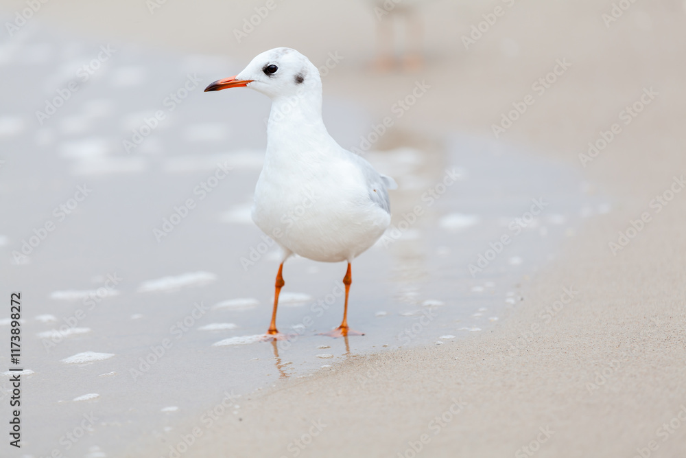 Seagull in the natural environment on the Baltic Sea.