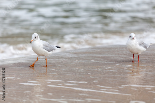 Obraz na płótnie Seagull in the natural environment on the Baltic Sea. w salonie