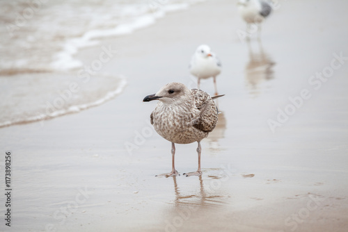 Obraz na płótnie Seagull in the natural environment on the Baltic Sea. w salonie