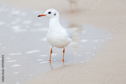Obraz na płótnie Seagull in the natural environment on the Baltic Sea. w salonie