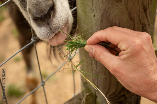 Wallpaper Mural Hand feeding a goat through a fence Torontodigital.ca