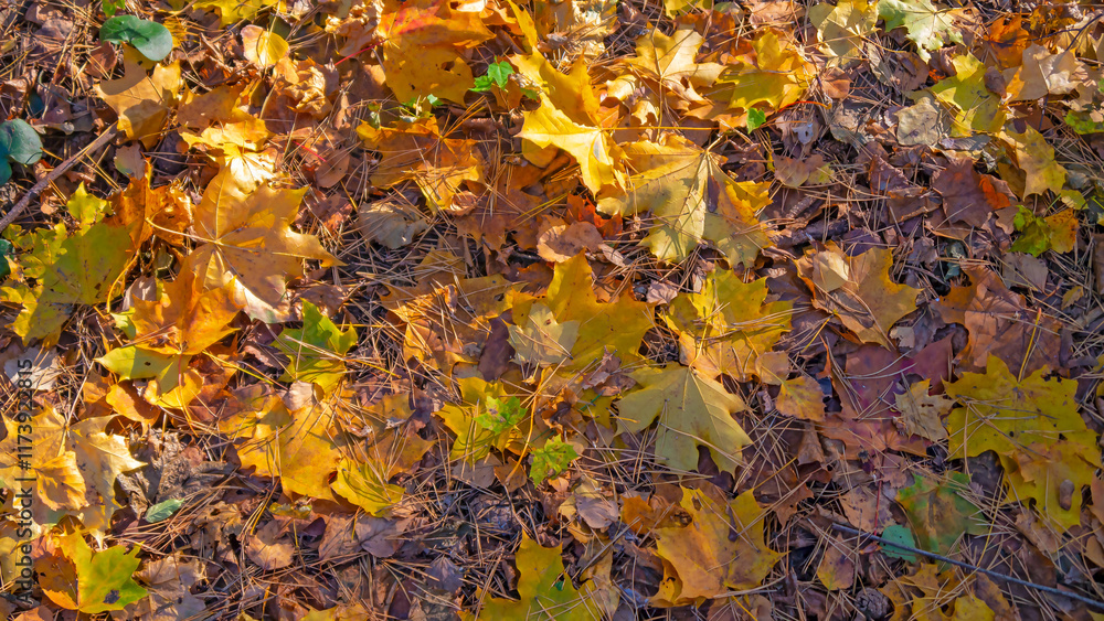 autumn leaves on forest ground in sunlight autumn leaves on forest ground in sunlight