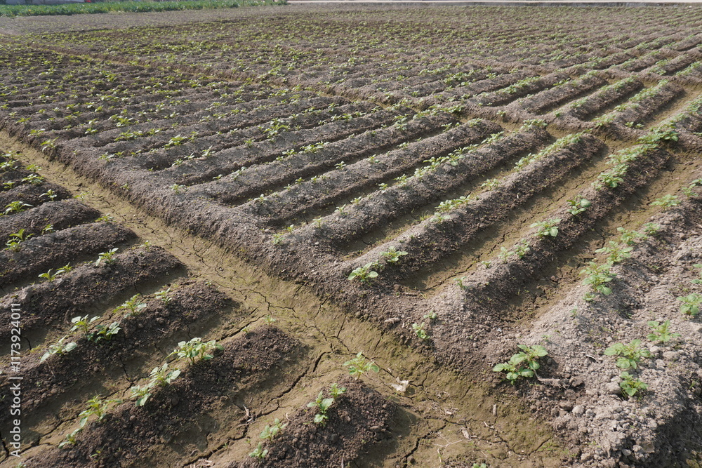 Cauliflower plants are planted in the agricultural field in rows Cauliflower plants are planted in the agricultural field in rows