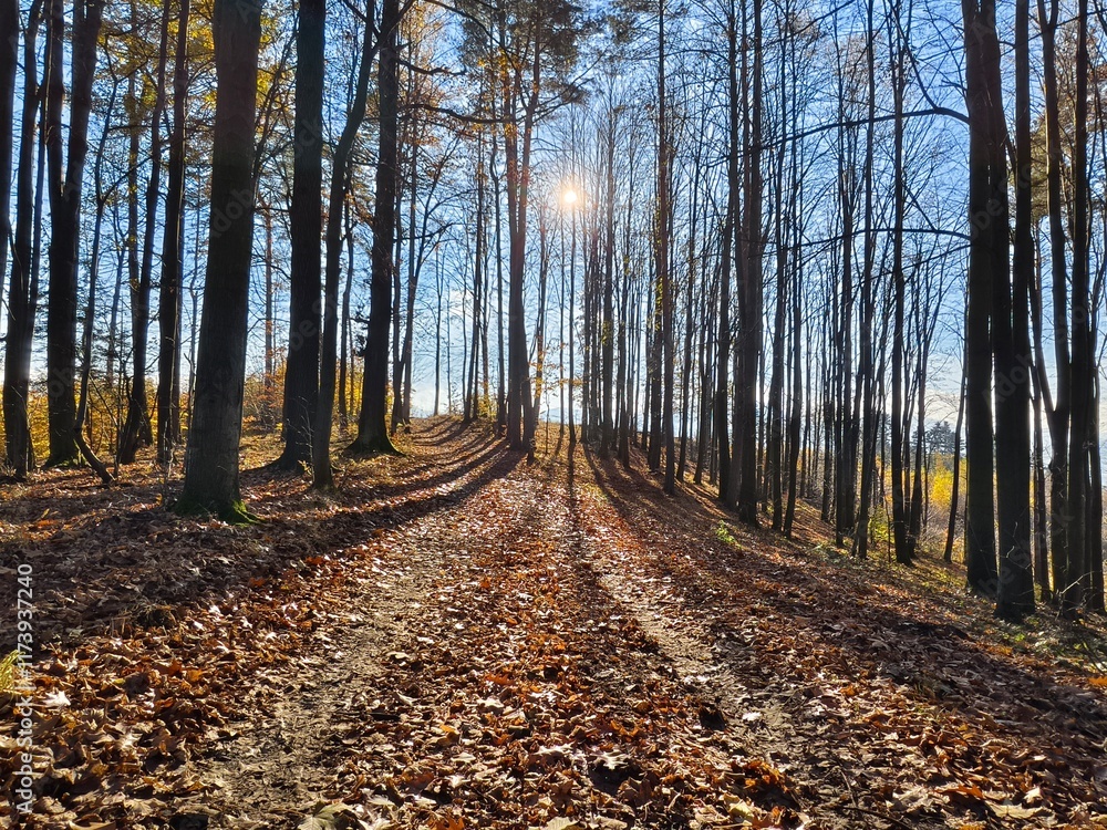 Fototapeta premium trees and their shadows in the autumn forest