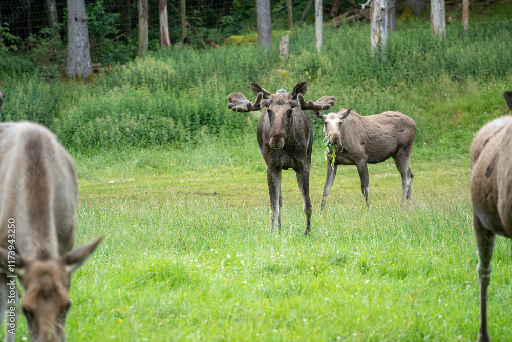 Viele Elche im Elchpark Viele Elche im Elchpark